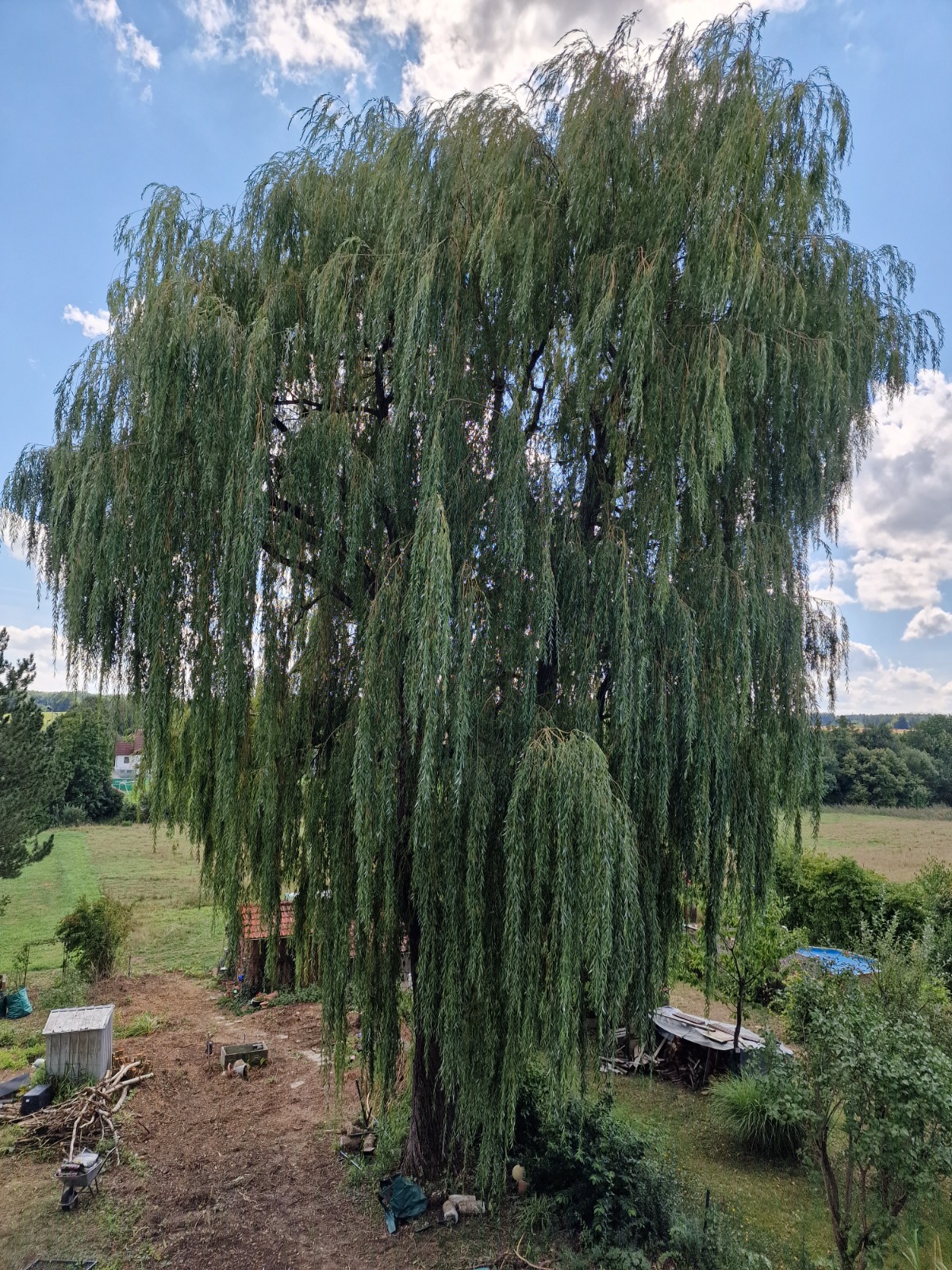 Weidenpflege mit Hebebühne